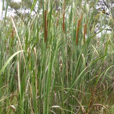 Typha domingensis (Bullrush) at Mount Mugga Mugga - 25 Jan 2015 by Mike