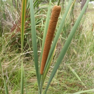 Typha domingensis at O'Malley, ACT - 26 Jan 2015 10:11 AM