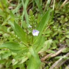 Veronica anagallis-aquatica (Blue Water Speedwell) at O'Malley, ACT - 26 Jan 2015 by Mike