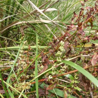 Rumex conglomeratus (Clustered Dock) at Mount Mugga Mugga - 25 Jan 2015 by Mike