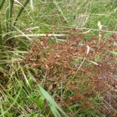 Rumex conglomeratus at O'Malley, ACT - 26 Jan 2015