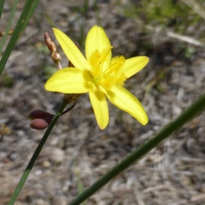 Tricoryne elatior (Yellow Rush Lily) at Isaacs Ridge and Nearby - 26 Jan 2015 by Mike