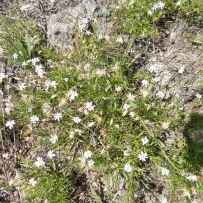 Vittadinia muelleri (Narrow-leafed New Holland Daisy) at Isaacs Ridge - 26 Jan 2015 by Mike