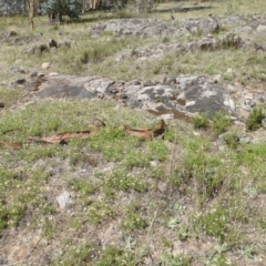 Vittadinia muelleri at Isaacs Ridge - 26 Jan 2015