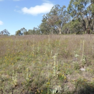 Verbascum thapsus subsp. thapsus at Garran, ACT - 26 Jan 2015 03:31 PM