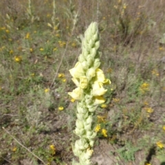 Verbascum thapsus subsp. thapsus at Garran, ACT - 26 Jan 2015