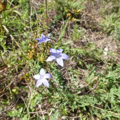 Wahlenbergia sp. at Mount Mugga Mugga - 26 Jan 2015 by Mike