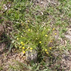 Calotis lappulacea (Yellow Burr Daisy) at Mount Mugga Mugga - 26 Jan 2015 by Mike