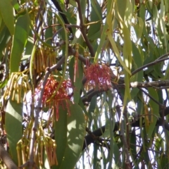 Amyema miquelii (Box Mistletoe) at Mount Mugga Mugga - 26 Jan 2015 by Mike