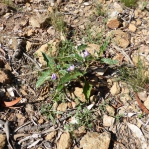 Solanum cinereum at Symonston, ACT - 26 Jan 2015