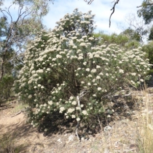 Cassinia longifolia at Symonston, ACT - 26 Jan 2015