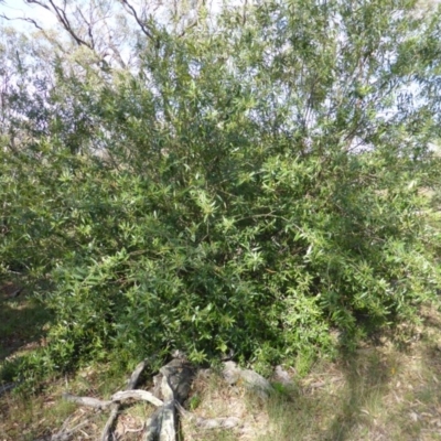 Olea europaea subsp. cuspidata (African Olive) at Mount Mugga Mugga - 26 Jan 2015 by Mike