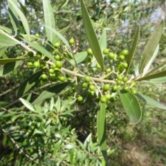 Olea europaea subsp. cuspidata at Symonston, ACT - 26 Jan 2015