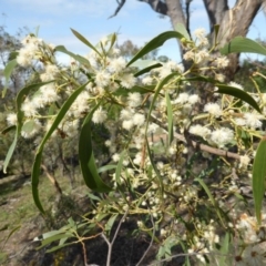 Acacia implexa (Hickory Wattle, Lightwood) at Symonston, ACT - 26 Jan 2015 by Mike