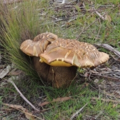 Phlebopus marginatus (Giant Bolete) at Rendezvous Creek, ACT - 2 Feb 2015 by MichaelBedingfield