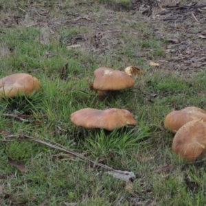 Phlebopus marginatus at Rendezvous Creek, ACT - 2 Feb 2015 05:52 PM