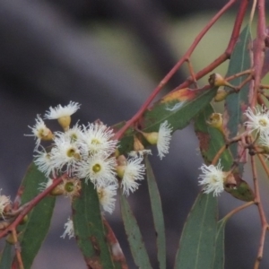 Eucalyptus melliodora at Paddys River, ACT - 21 Jan 2015 07:46 PM