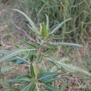 Xanthium spinosum at Paddys River, ACT - 31 Jan 2015