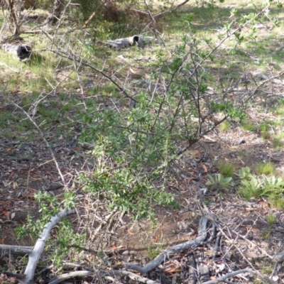 Lycium ferocissimum (African Boxthorn) at Symonston, ACT - 26 Jan 2015 by Mike