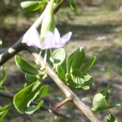 Lycium ferocissimum at Symonston, ACT - 26 Jan 2015 04:00 PM