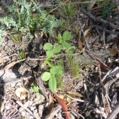 Glycine tabacina (Variable Glycine) at Mount Mugga Mugga - 26 Jan 2015 by Mike