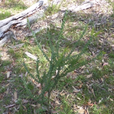 Acacia pravissima (Wedge-leaved Wattle, Ovens Wattle) at Mount Mugga Mugga - 26 Jan 2015 by Mike