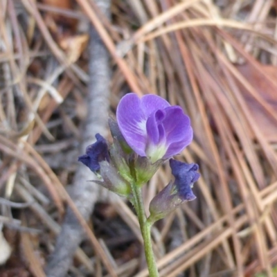 Glycine tabacina (Variable Glycine) at Isaacs, ACT - 28 Jan 2015 by Mike