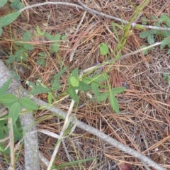 Glycine tabacina at Isaacs, ACT - 28 Jan 2015 01:22 PM