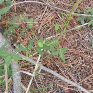 Glycine tabacina at Isaacs, ACT - 28 Jan 2015 01:22 PM