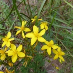 Hypericum perforatum (St John's Wort) at Isaacs, ACT - 28 Jan 2015 by Mike