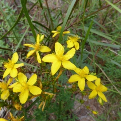 Hypericum perforatum (St John's Wort) at Isaacs, ACT - 28 Jan 2015 by Mike