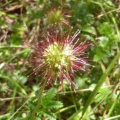 Acaena novae-zelandiae (Bidgee Widgee) at Isaacs Ridge and Nearby - 28 Jan 2015 by Mike