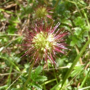 Acaena novae-zelandiae at Isaacs Ridge - 28 Jan 2015 01:28 PM