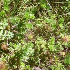 Acaena novae-zelandiae at Isaacs Ridge - 28 Jan 2015