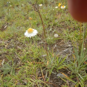 Leucochrysum albicans subsp. tricolor at Majura, ACT - 5 Feb 2015