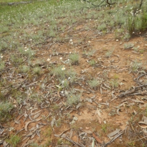 Leucochrysum albicans subsp. tricolor at Majura, ACT - 5 Feb 2015 10:05 AM