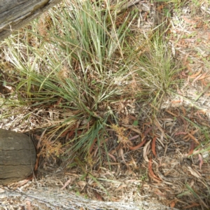 Dianella sp. aff. longifolia (Benambra) at Campbell, ACT - 5 Feb 2015 10:18 AM