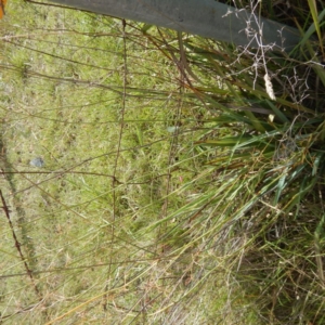 Dianella sp. aff. longifolia (Benambra) at Campbell, ACT - 5 Feb 2015