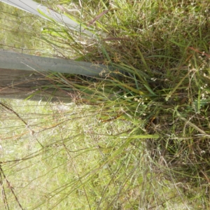 Dianella sp. aff. longifolia (Benambra) at Campbell, ACT - 5 Feb 2015
