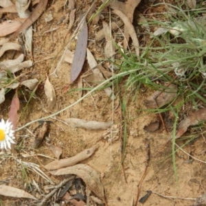 Leucochrysum albicans subsp. tricolor at Campbell, ACT - 5 Feb 2015