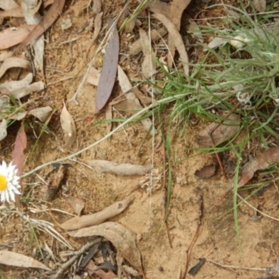 Leucochrysum albicans subsp. tricolor (Hoary Sunray) at Campbell, ACT - 4 Feb 2015 by MichaelMulvaney
