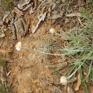 Leucochrysum albicans subsp. tricolor at Majura, ACT - 5 Feb 2015