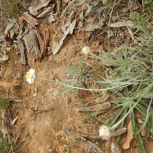 Leucochrysum albicans subsp. tricolor at Majura, ACT - 5 Feb 2015 10:58 AM