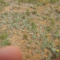 Leucochrysum albicans subsp. tricolor at Majura, ACT - 5 Feb 2015 10:58 AM