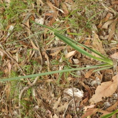 Dianella sp. aff. longifolia (Benambra) (Pale Flax Lily, Blue Flax Lily) at Majura, ACT - 5 Feb 2015 by MichaelMulvaney