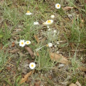 Leucochrysum albicans subsp. tricolor at Majura, ACT - 5 Feb 2015