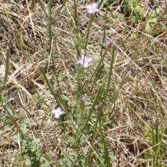 Epilobium billardiereanum (Willowherb) at Isaacs, ACT - 28 Jan 2015 by Mike