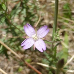 Epilobium billardiereanum at Isaacs, ACT - 28 Jan 2015