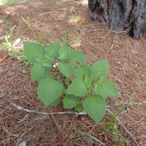 Solanum nigrum at Isaacs, ACT - 28 Jan 2015