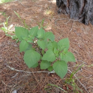 Solanum nigrum at Isaacs, ACT - 28 Jan 2015 01:33 PM